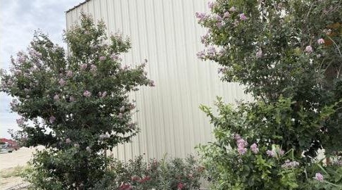 Overgrown brush and weeds before cleanup